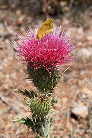 Yellowspine Thistle Cirsium ochrocentrum Yellow Spine Thistle  