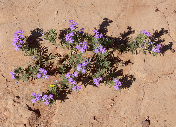 Verbena Verbena sp. Vervain 