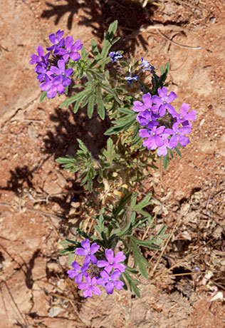 Verbena Verbena sp. Vervain 