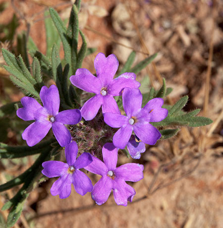 Verbena Verbena sp. Vervain 