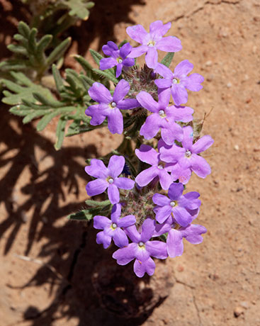 Verbena Verbena sp. Vervain 