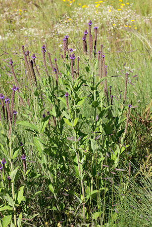New Mexican Vervain Verbena macdougalii MacDougal's Vervain   
