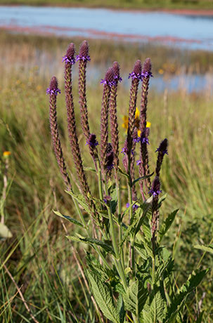 New Mexican Vervain Verbena macdougalii MacDougal's Vervain   