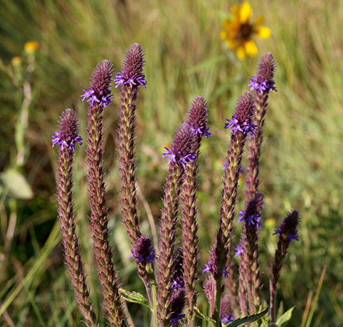 New Mexican Vervain Verbena macdougalii MacDougal's Vervain   