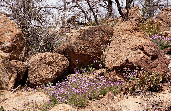 Verbena Verbena sp. Vervain 