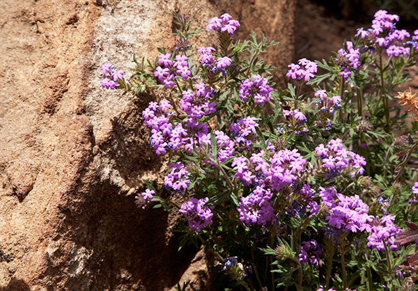 Verbena Verbena sp. Vervain 