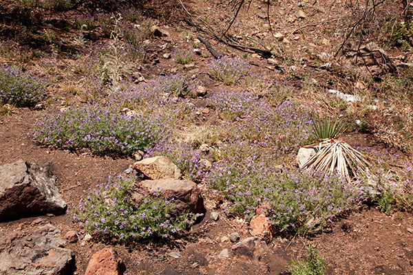 Verbena Verbena sp. Vervain 