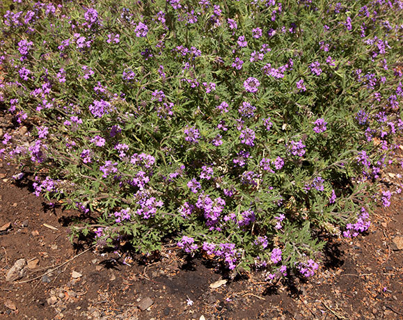 Verbena Verbena sp. Vervain 