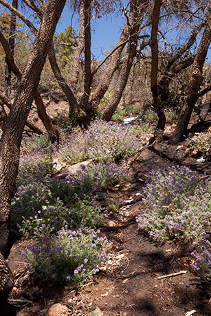 Verbena Verbena sp. Vervain 