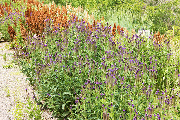 New Mexican Vervain Verbena macdougalii MacDougal's Vervain   