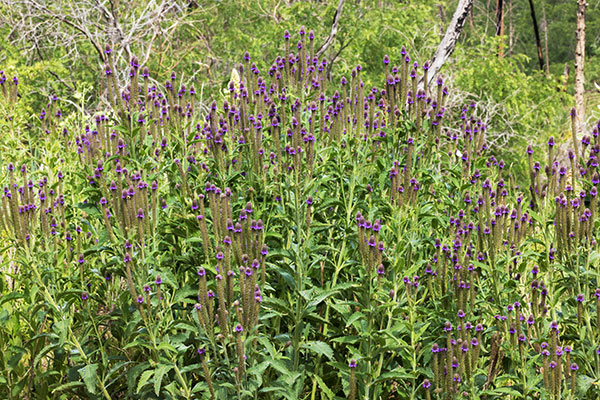New Mexican Vervain Verbena macdougalii MacDougal's Vervain   