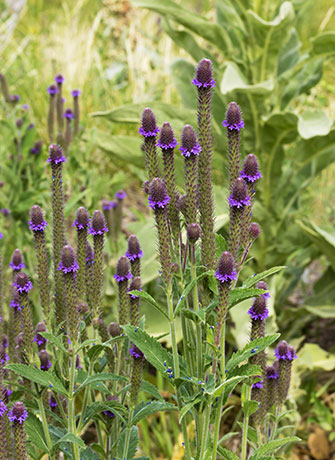 New Mexican Vervain Verbena macdougalii MacDougal's Vervain   