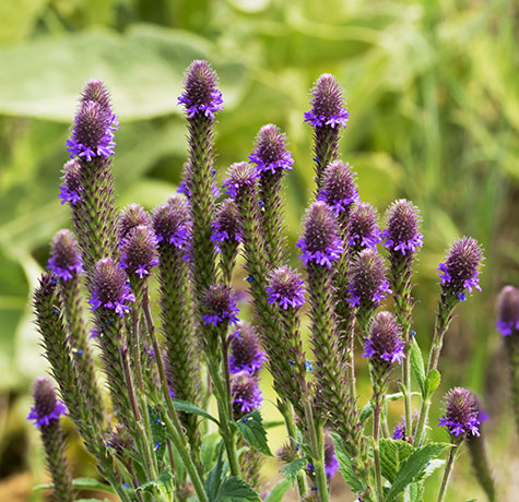 New Mexican Vervain Verbena macdougalii MacDougal's Vervain   