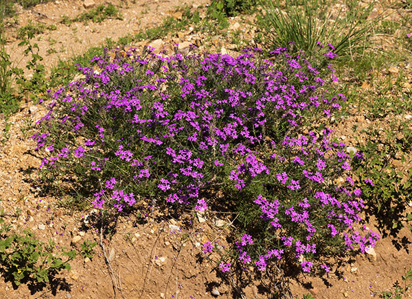 Verbena Verbena sp. Vervain 
