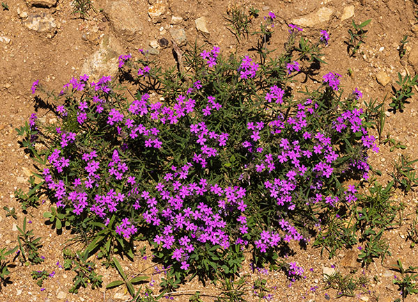 Verbena Verbena sp. Vervain 