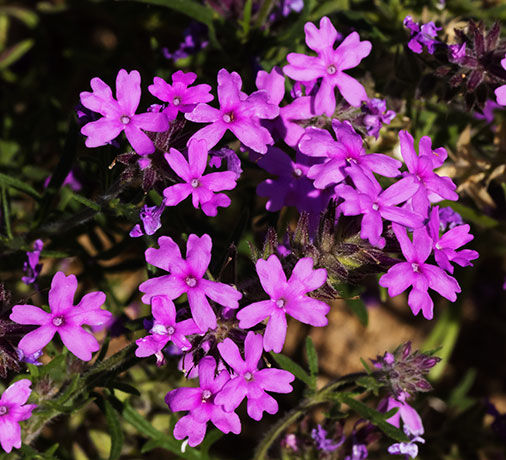 Verbena Verbena sp. Vervain 