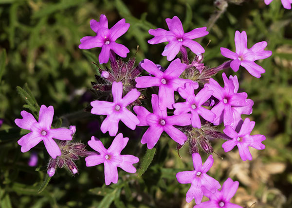 Verbena Verbena sp. Vervain 