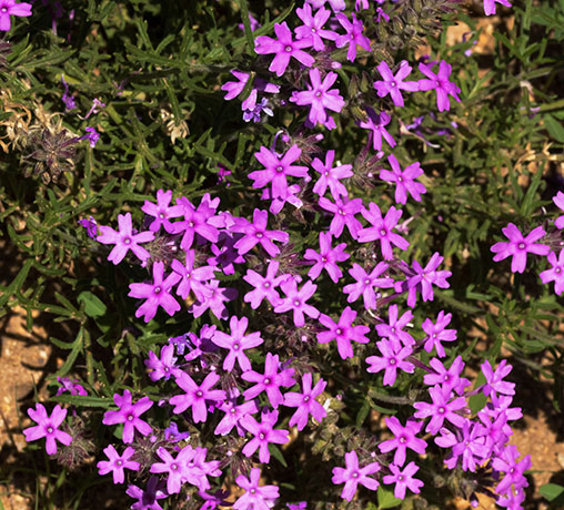 Verbena Verbena sp. Vervain 