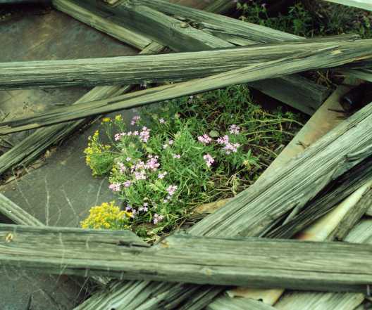 Verbena Verbena sp. Vervain 