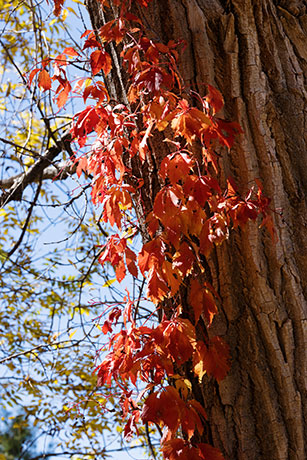 False Virginia Creeper Parthenocissus vitacea  
