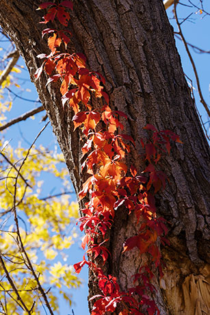 False Virginia Creeper Parthenocissus vitacea  