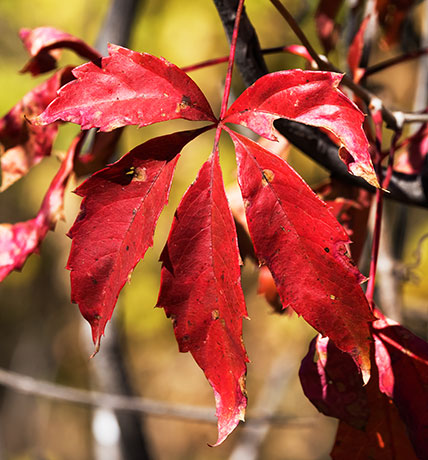 False Virginia Creeper Parthenocissus vitacea  