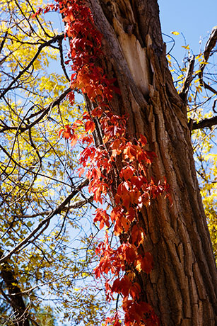 False Virginia Creeper Parthenocissus vitacea  