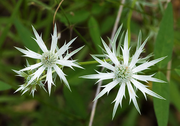 Wright's Eryngo  Eryngium heterophyllum  