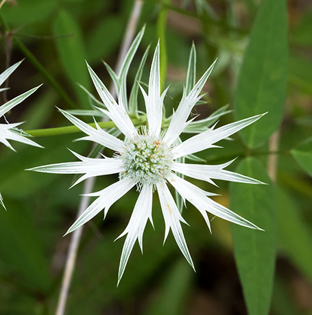 Wright's Eryngo  Eryngium heterophyllum  
