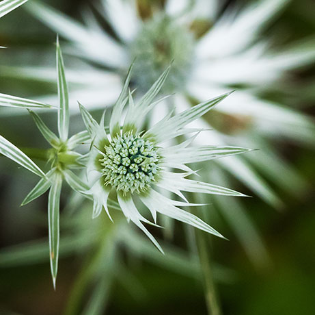 Wright's Eryngo  Eryngium heterophyllum  