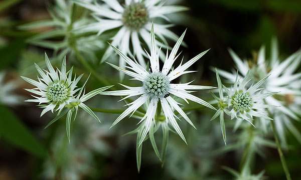 Wright's Eryngo  Eryngium heterophyllum  