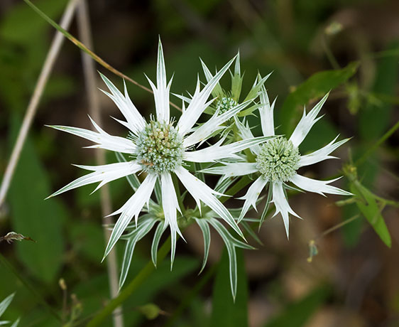 Wright's Eryngo  Eryngium heterophyllum  