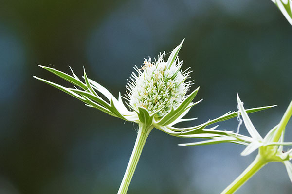 Wright's Eryngo  Eryngium heterophyllum  