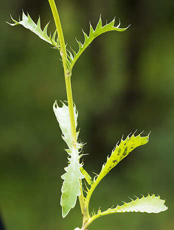 Wright's Eryngo  Eryngium heterophyllum  