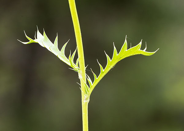 Wright's Eryngo  Eryngium heterophyllum  