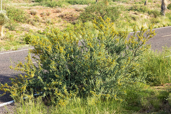 Whitethorn  White-thorn Acacia Mescat Acacia Acacia constricta 