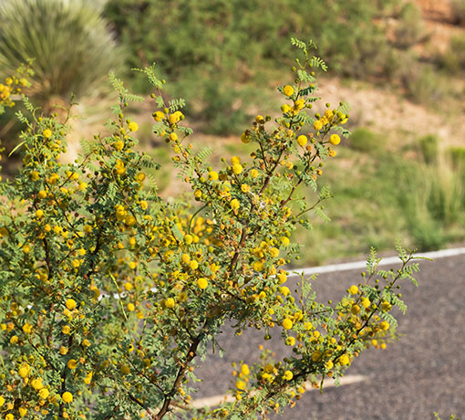 Whitethorn  White-thorn Acacia Mescat Acacia Acacia constricta 