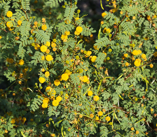 Whitethorn  White-thorn Acacia Mescat Acacia Acacia constricta 
