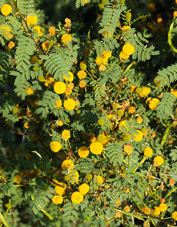 Whitethorn  White-thorn Acacia Mescat Acacia Acacia constricta 