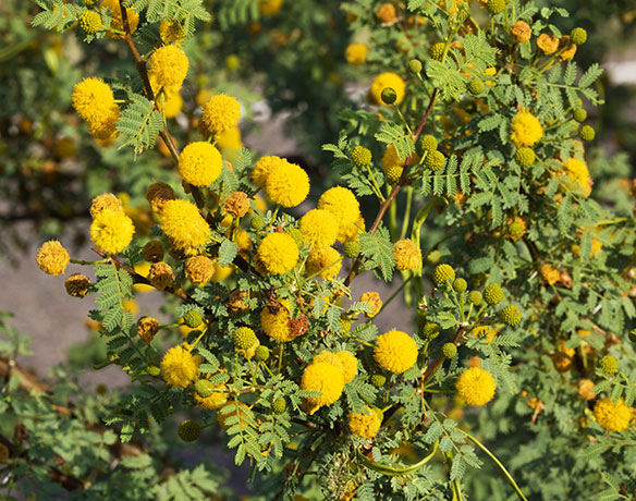 Whitethorn  White-thorn Acacia Mescat Acacia Acacia constricta 