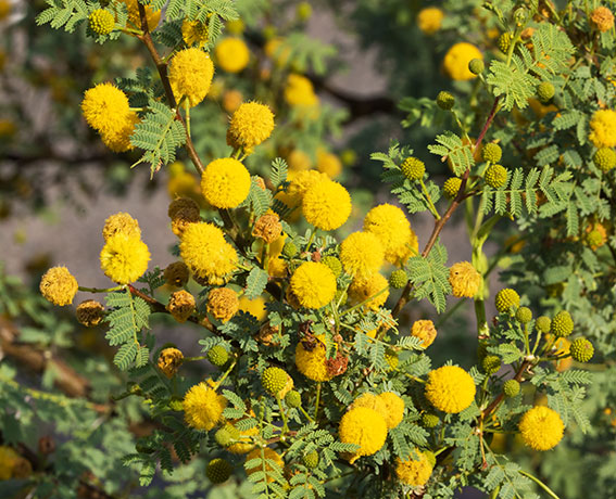 Whitethorn  White-thorn Acacia Mescat Acacia Acacia constricta 