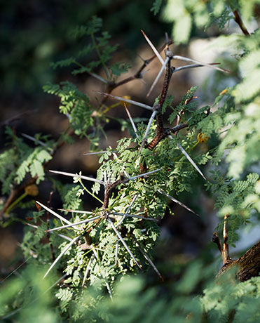 Whitethorn  White-thorn Acacia Mescat Acacia Acacia constricta 