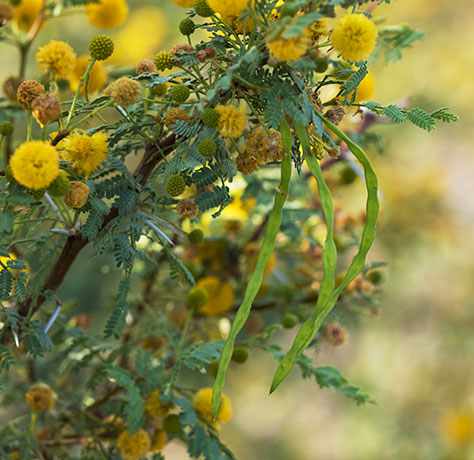 Whitethorn  White-thorn Acacia Mescat Acacia Acacia constricta 