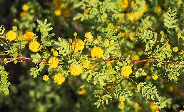 Whitethorn  White-thorn Acacia Mescat Acacia Acacia constricta 