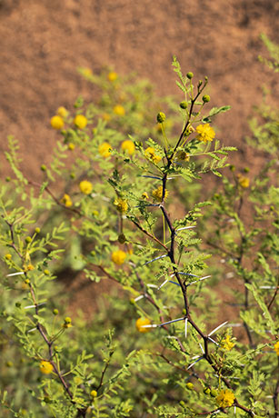 Whitethorn  White-thorn Acacia Mescat Acacia Acacia constricta 