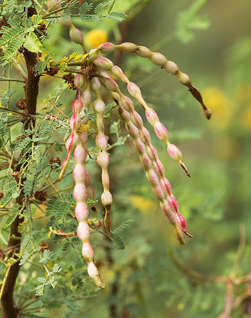 Whitethorn  White-thorn Acacia Mescat Acacia Acacia constricta 