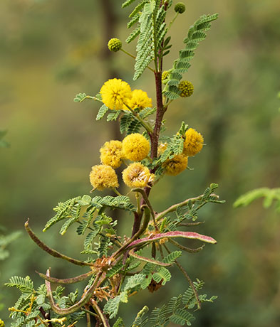 Whitethorn  White-thorn Acacia Mescat Acacia Acacia constricta 