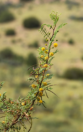 Whitethorn  White-thorn Acacia Mescat Acacia Acacia constricta 