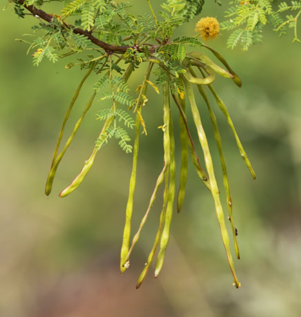 Whitethorn  White-thorn Acacia Mescat Acacia Acacia constricta 