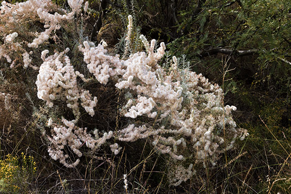 Winterfat, White Sage, Krascheninnikovia lanata, Ceratoides lanata, Eurotia lanata 
